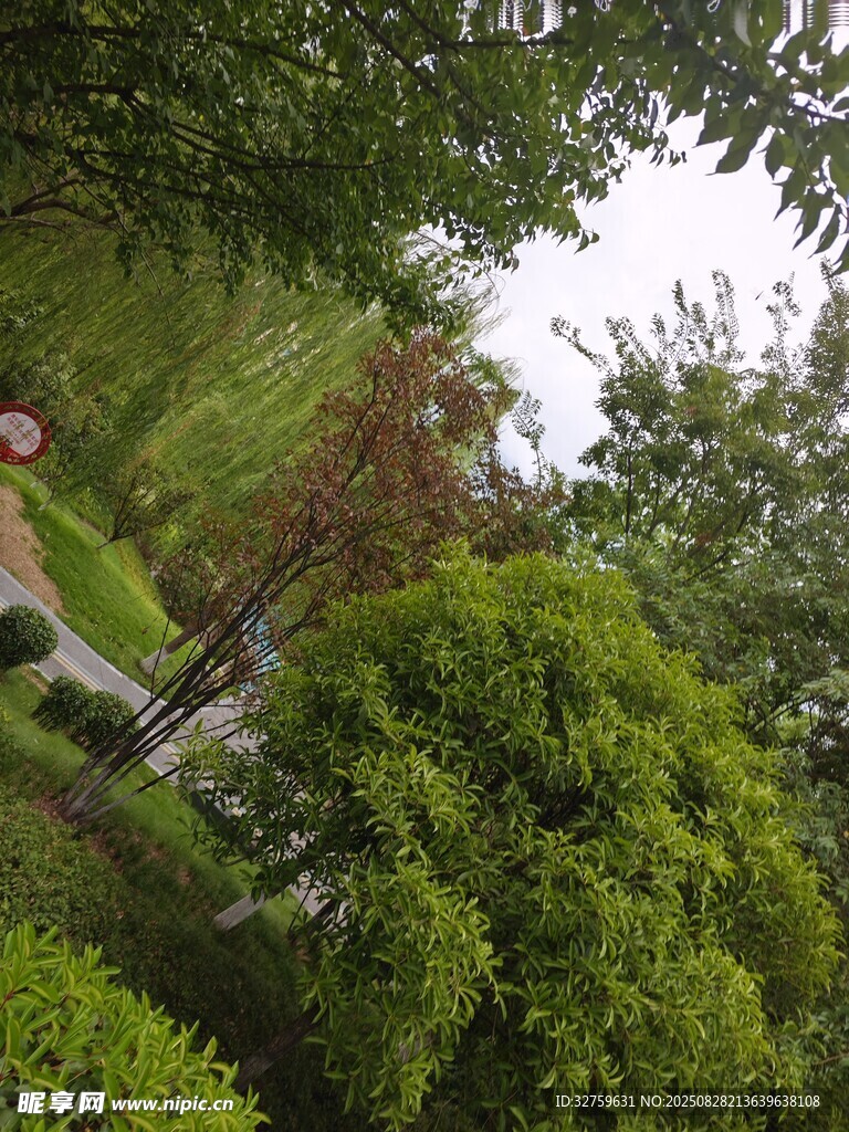 绿意盎然的园林景观