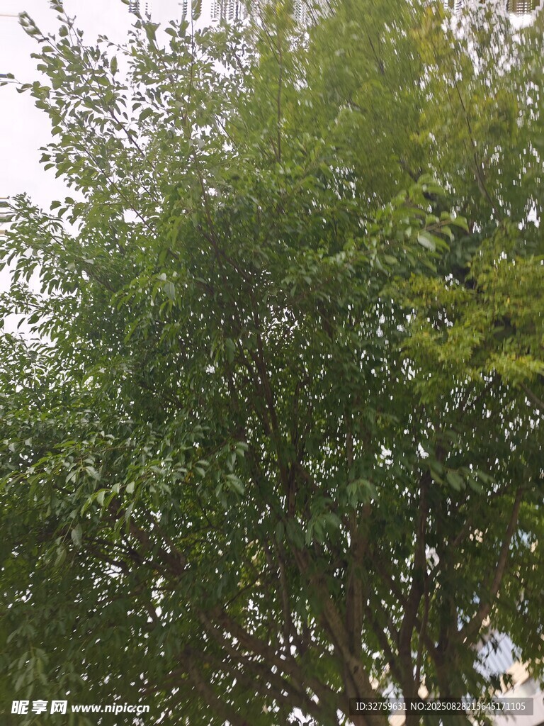 绿叶繁茂的树木景观