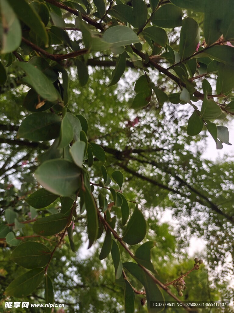 繁茂枝叶下的绿意景象