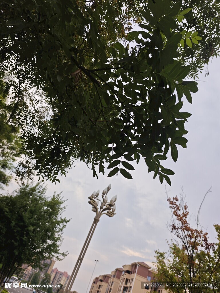 透过枝叶望远处建筑