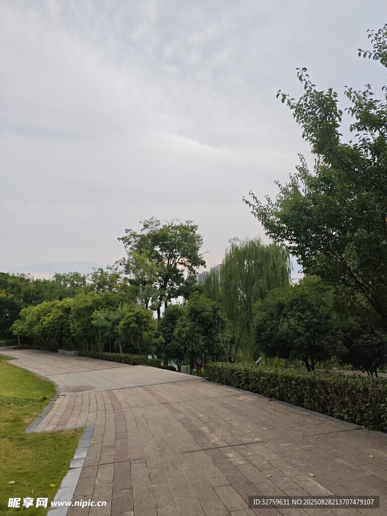 蜿蜒林荫道