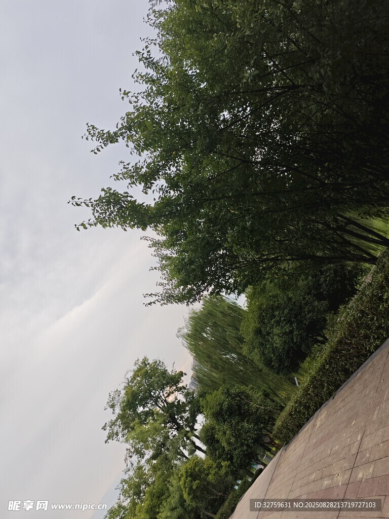 户外绿荫下的砖石小路