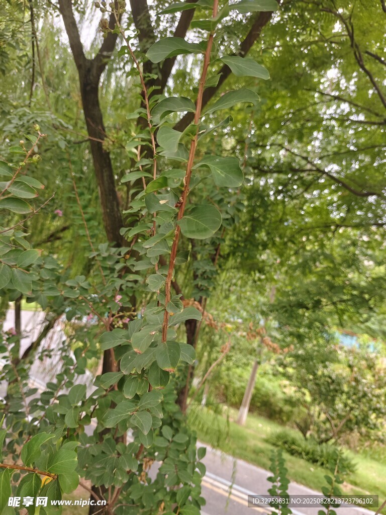路边繁茂绿植景观