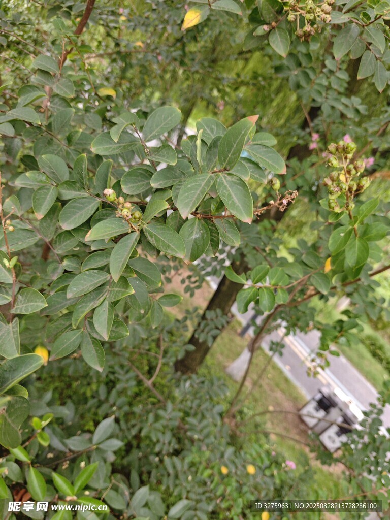 繁茂绿植中的隐秘景致