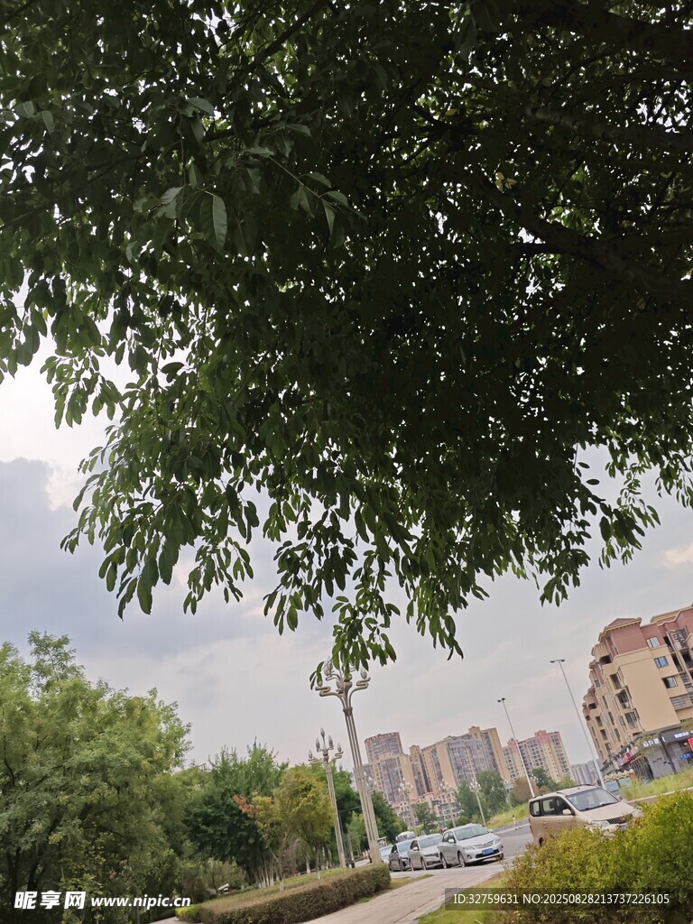 城市绿荫下的街道风景