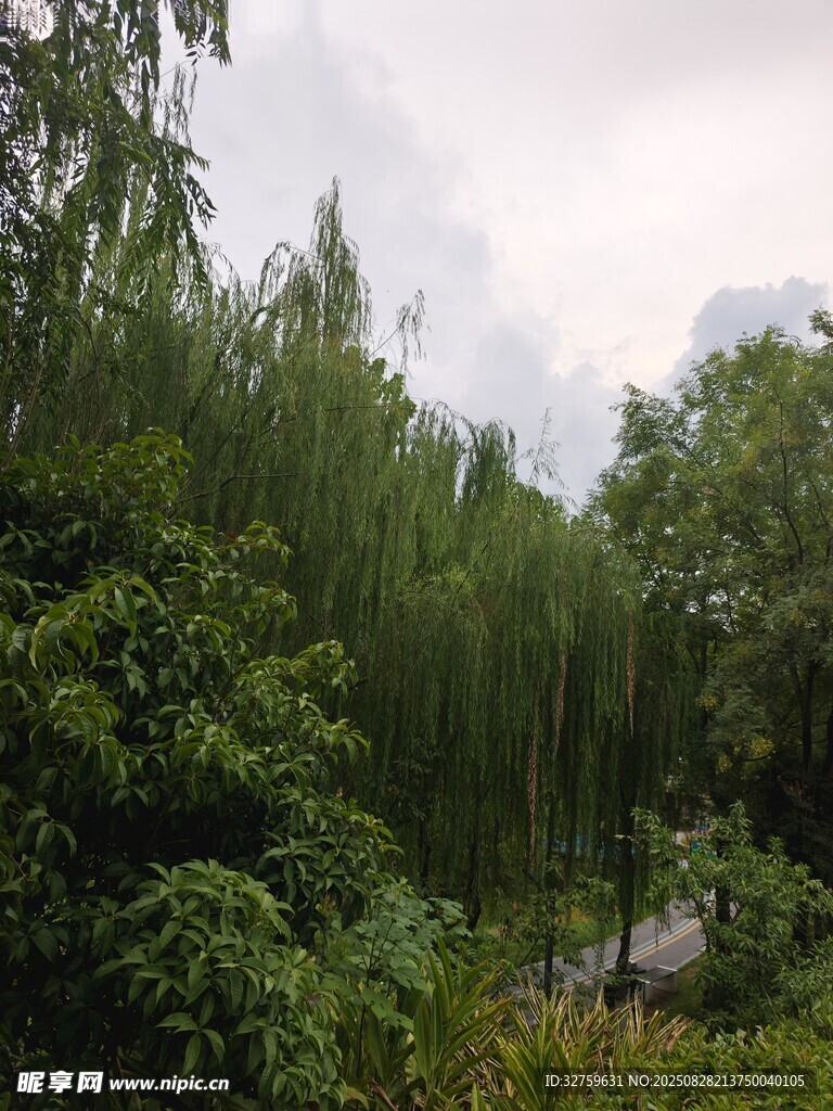 夏日葱郁树林景观