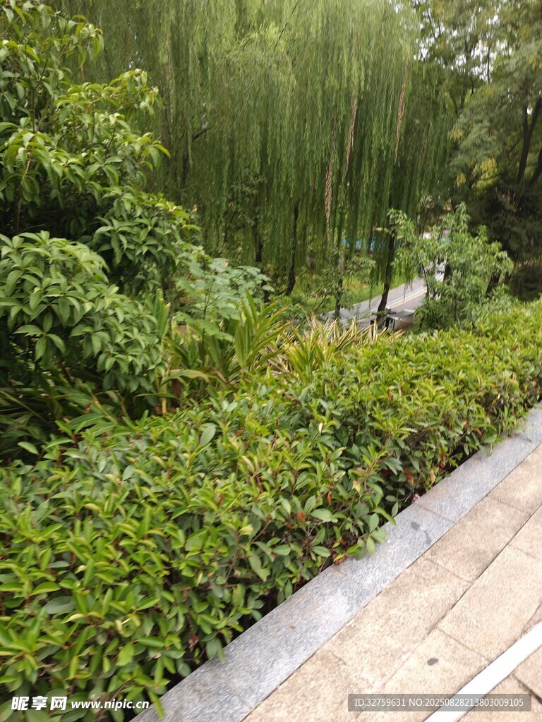 绿意盎然的园林小径