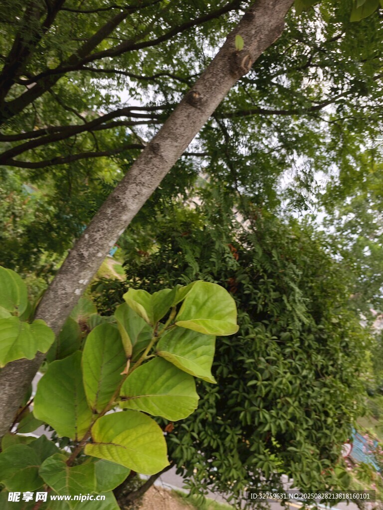 绿叶繁茂的树木景观