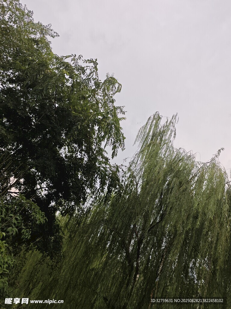 绿树成荫的自然景致