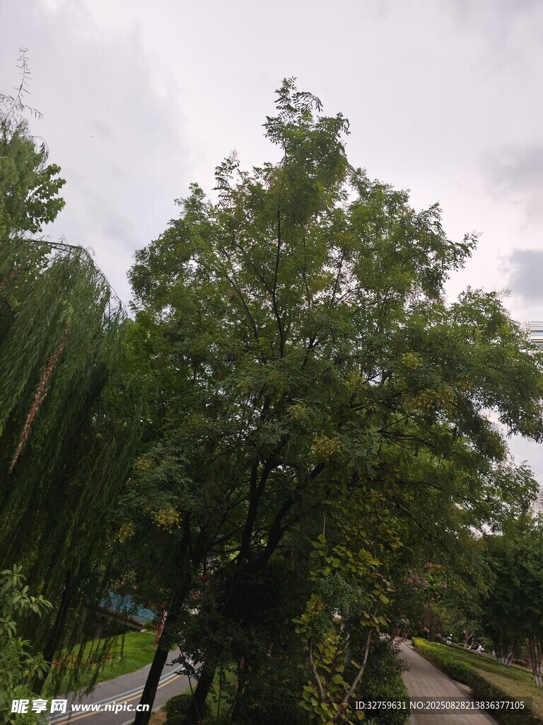 绿树成荫的林间小道