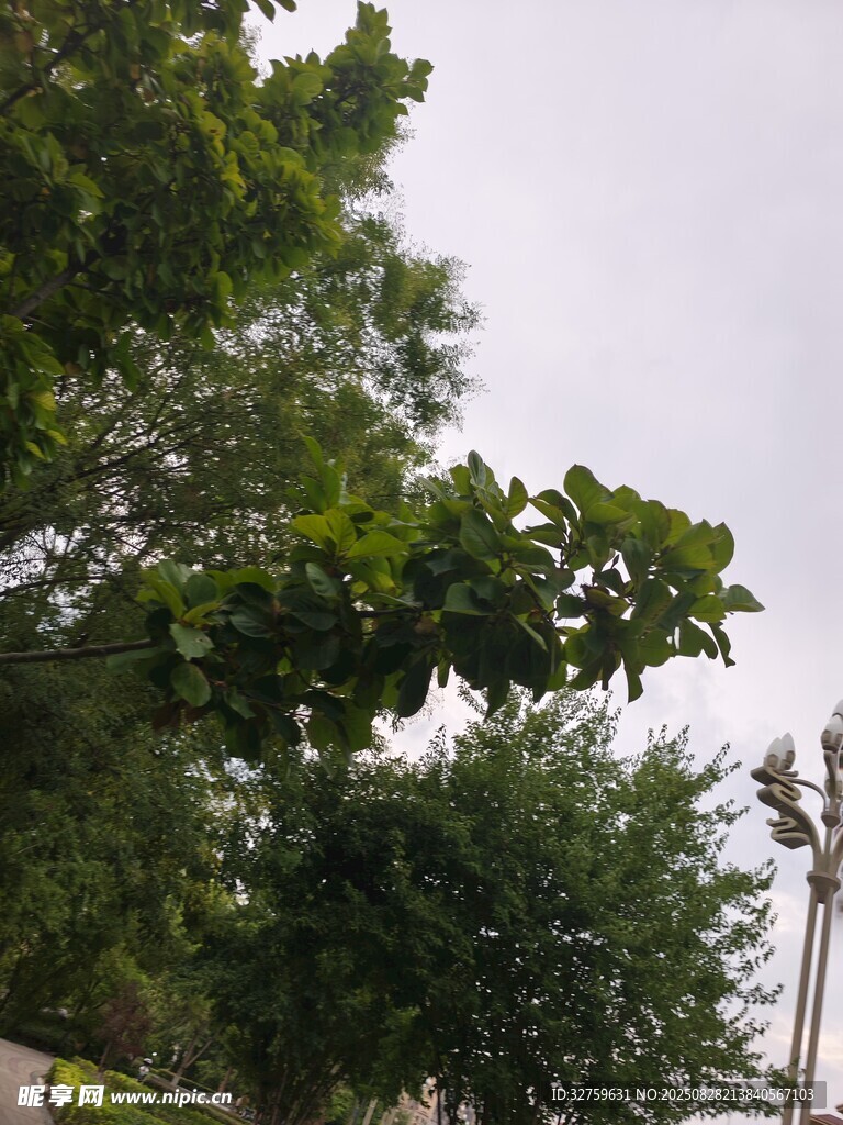 绿树成荫的户外景象