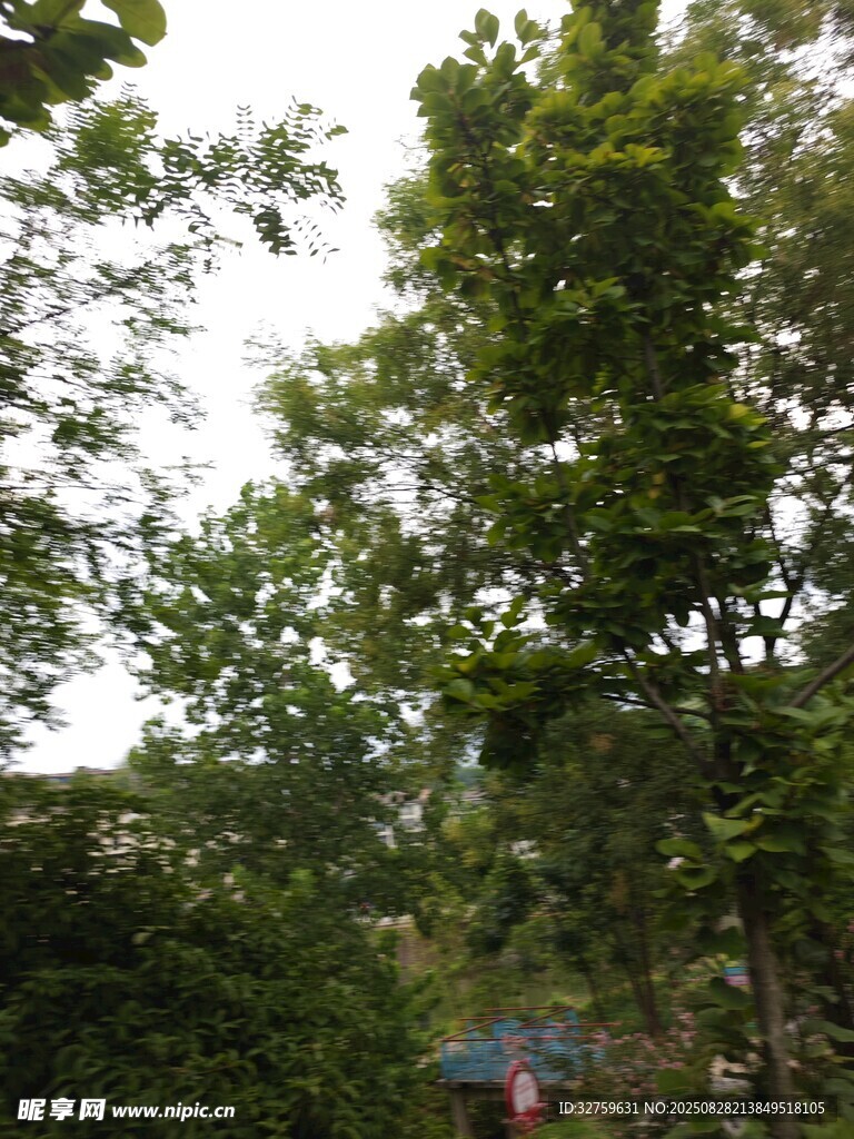绿树掩映中的房屋