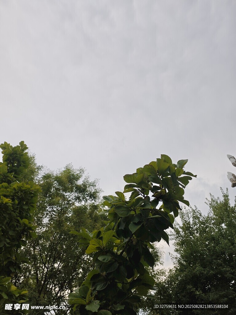 绿树映灰天的自然景致