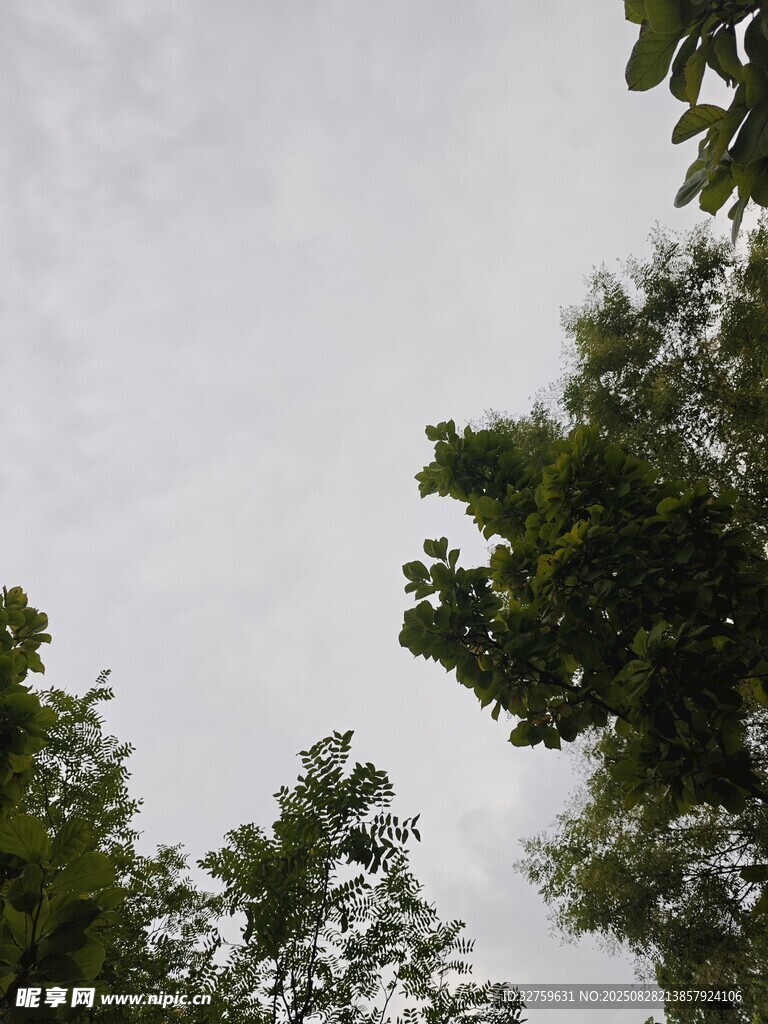 仰视绿树与天空