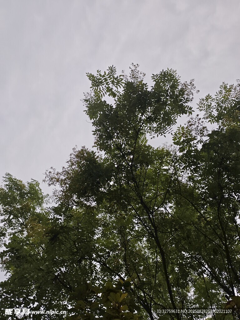 仰视茂密树林树冠