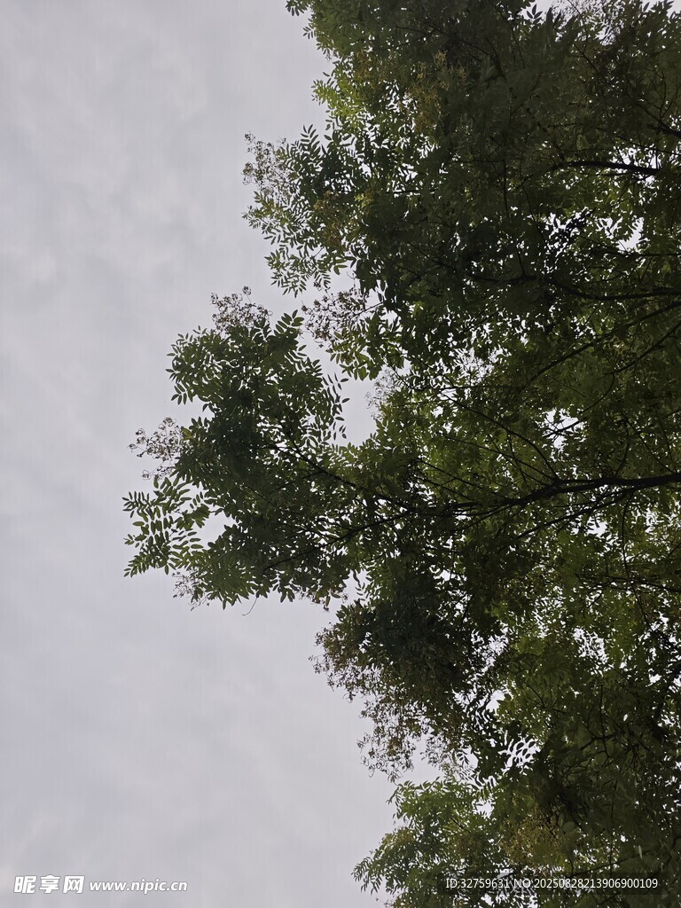 仰视绿树与天空景象