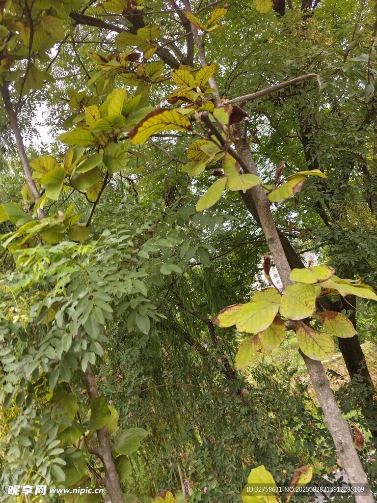 秋日繁茂枝叶景象