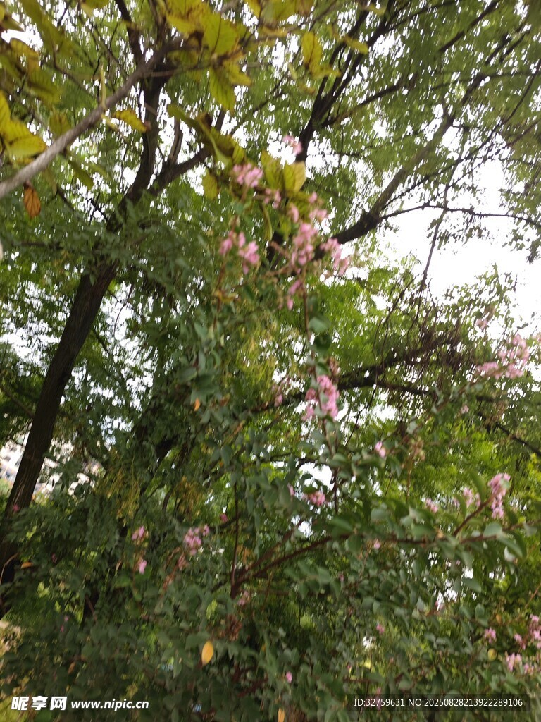 繁茂枝叶间的多彩景致