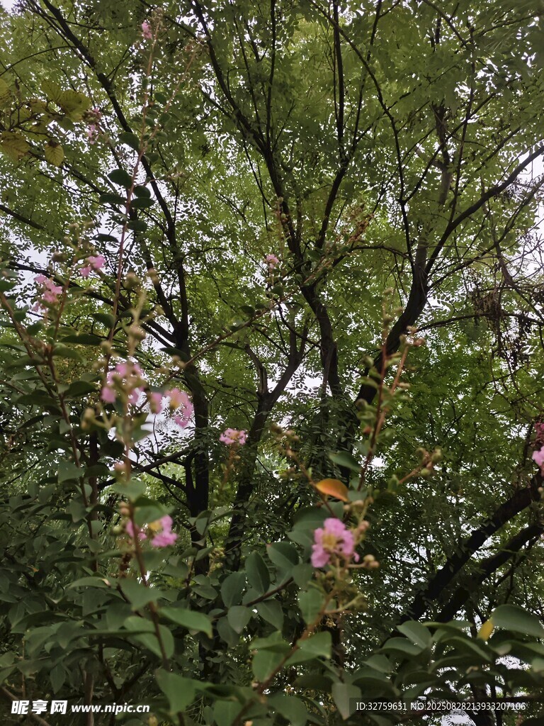 绿叶繁花中的自然景致