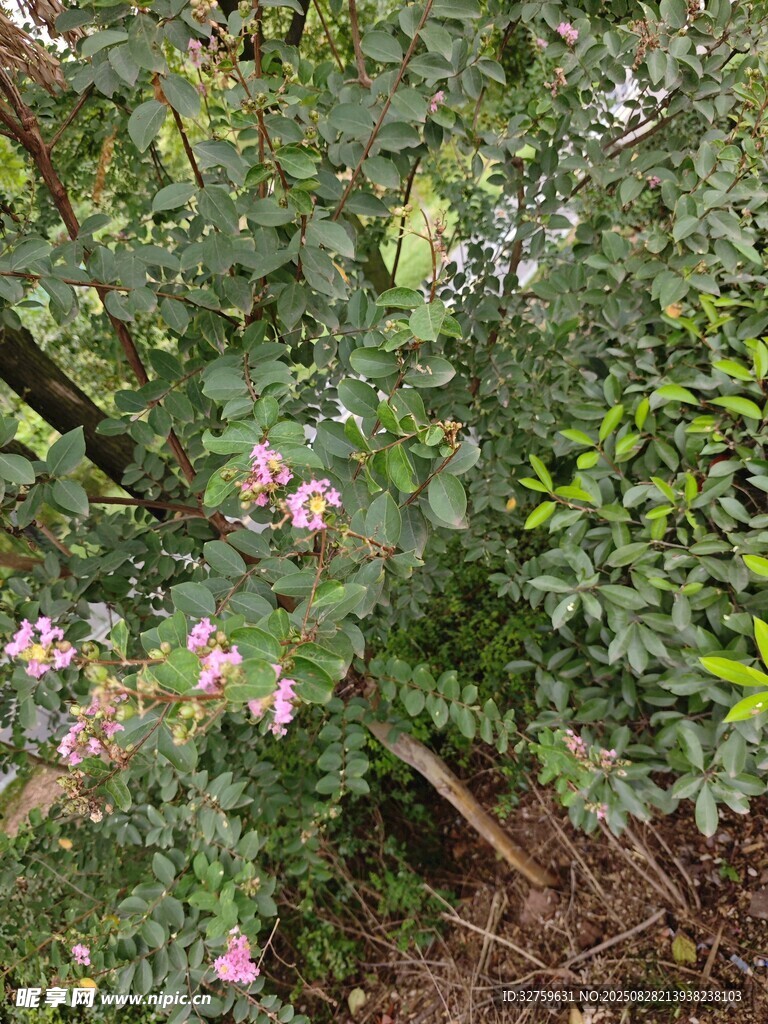 蔷薇花丛中的自然景致