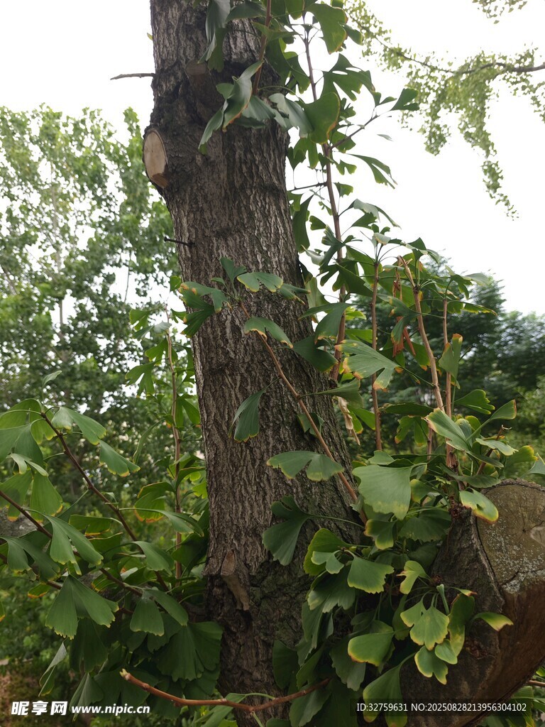 树干缠绕绿植景象