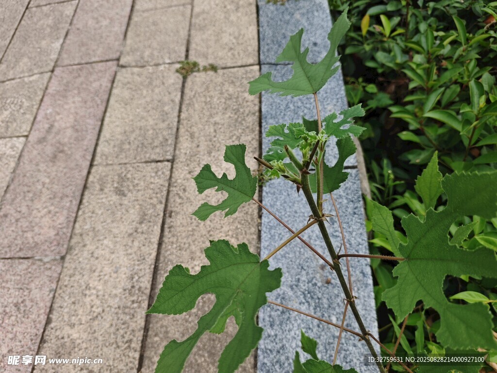 路边绿植与石板路