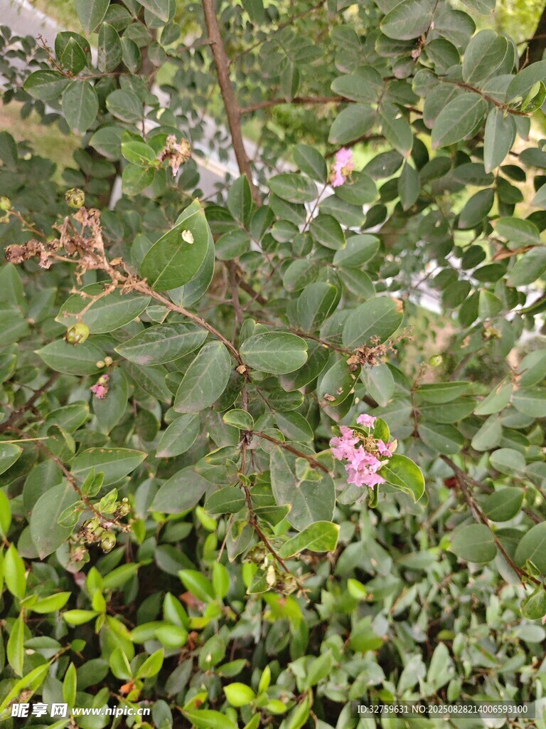 绿叶丛中的粉色小花