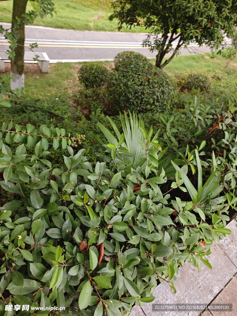 路边绿植景观
