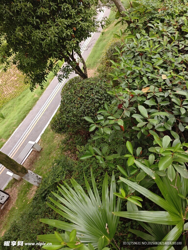 林间蜿蜒小路绿意盎然