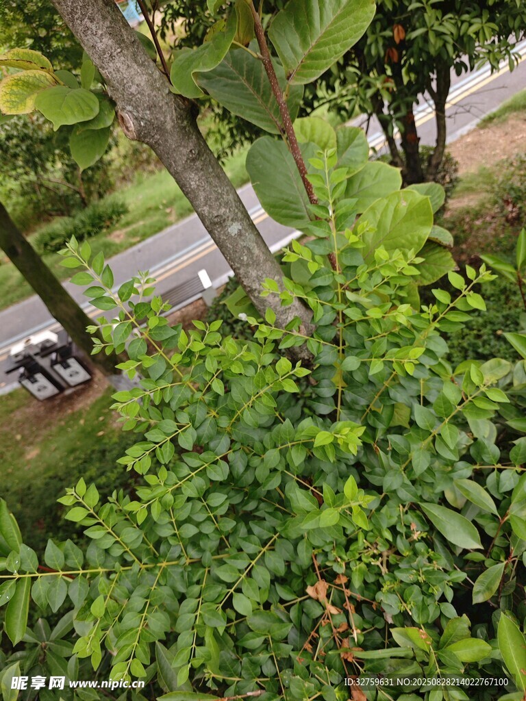 繁茂绿植下的道路景象