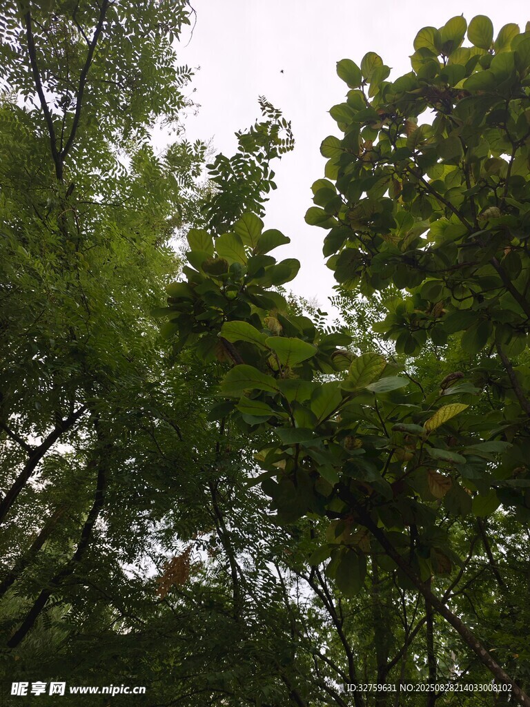 林间绿意盎然的繁茂树木