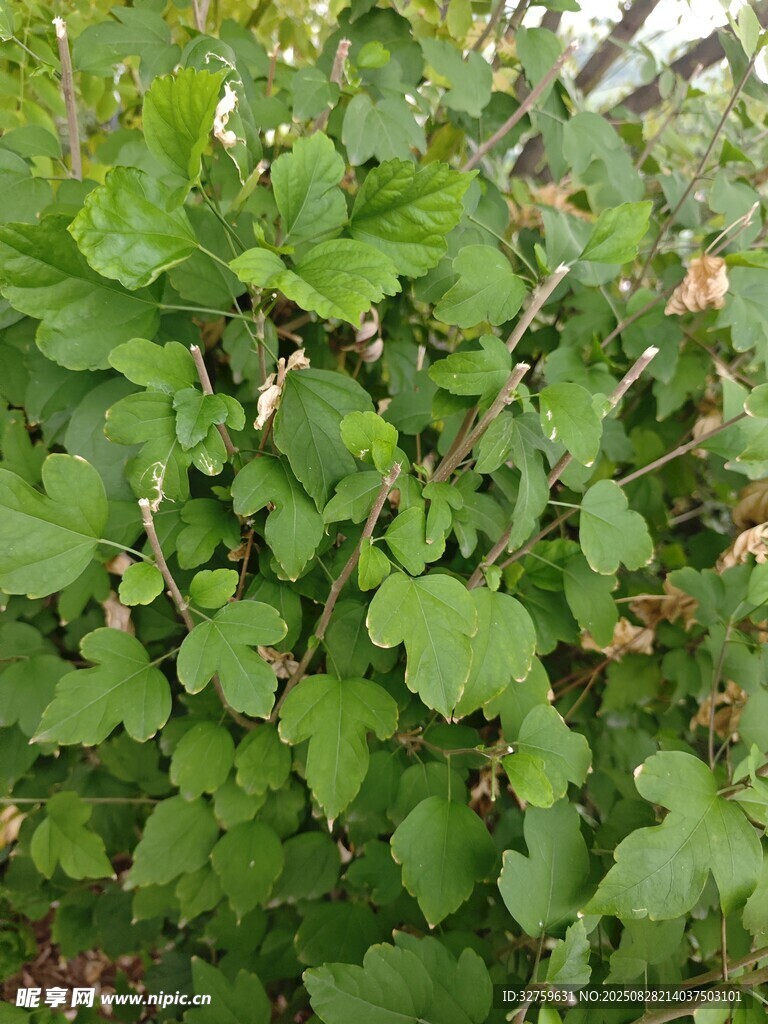 绿叶繁茂的植物景观
