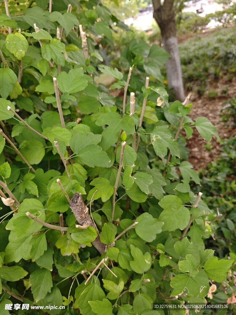 绿叶繁茂的植物景观