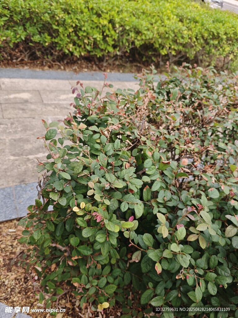路边绿植景观