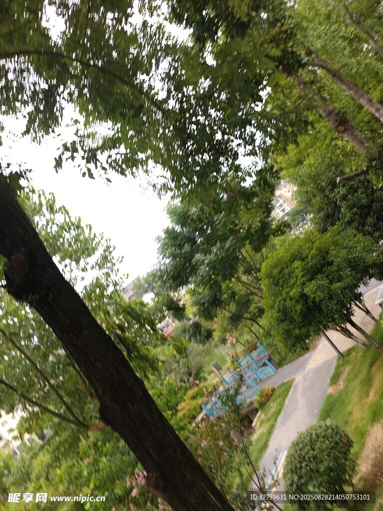 林间小道旁的繁茂绿植
