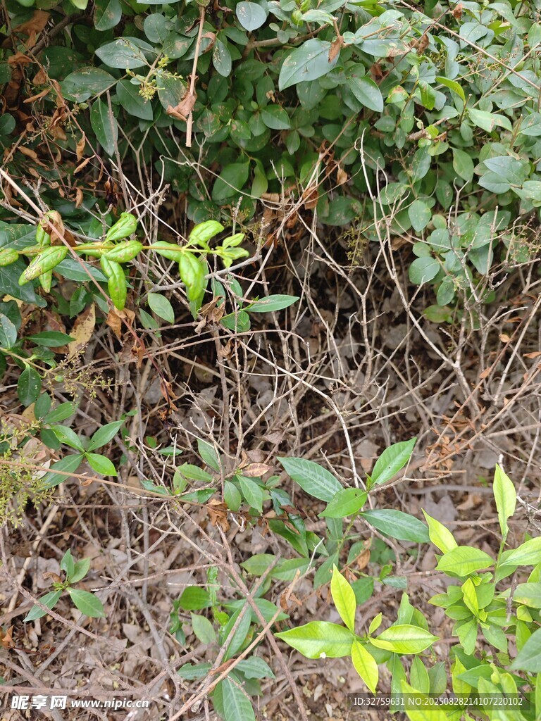 野外繁茂绿植景象