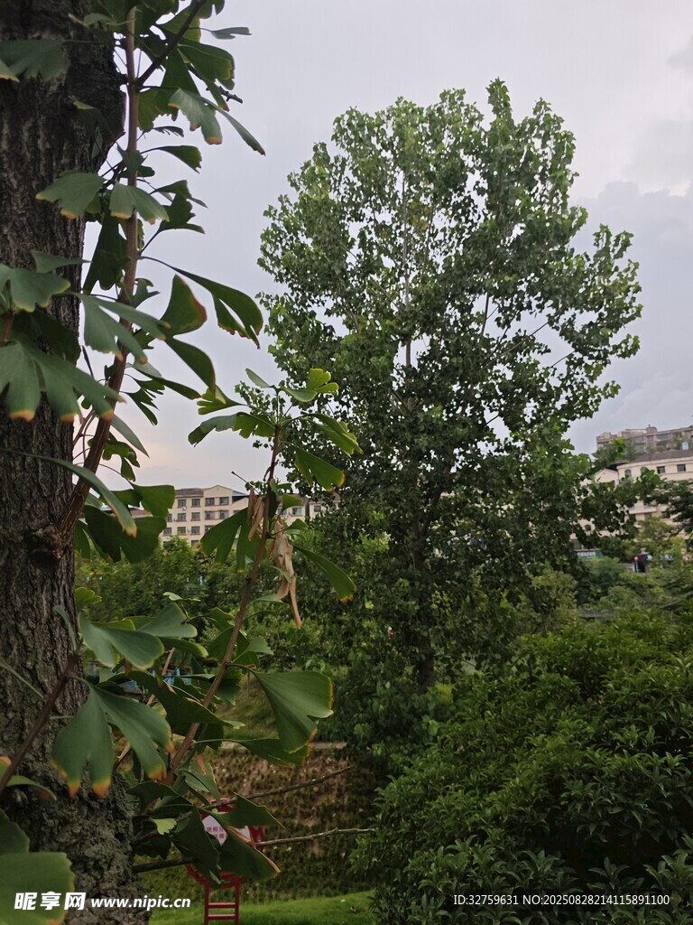 户外绿树环绕的景致