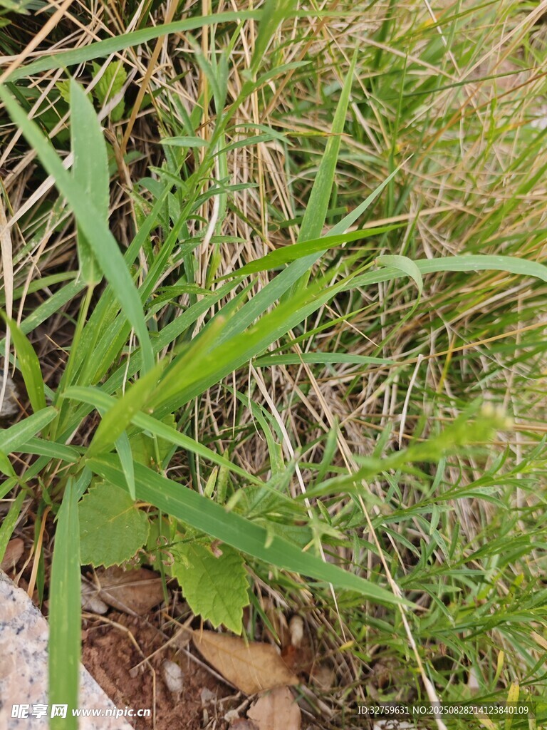 野外生长的绿色植物