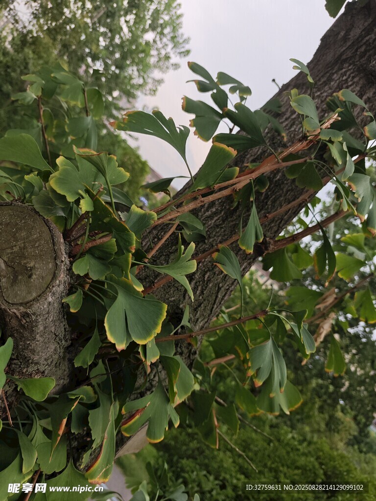 树枝上繁茂的绿叶景象