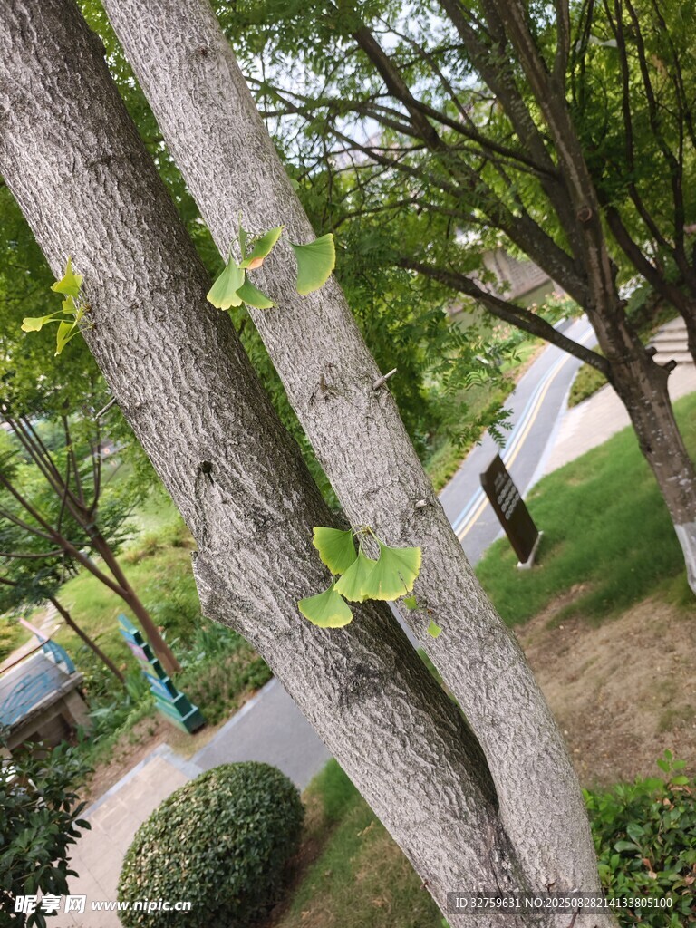 树干上的嫩绿爬藤植物