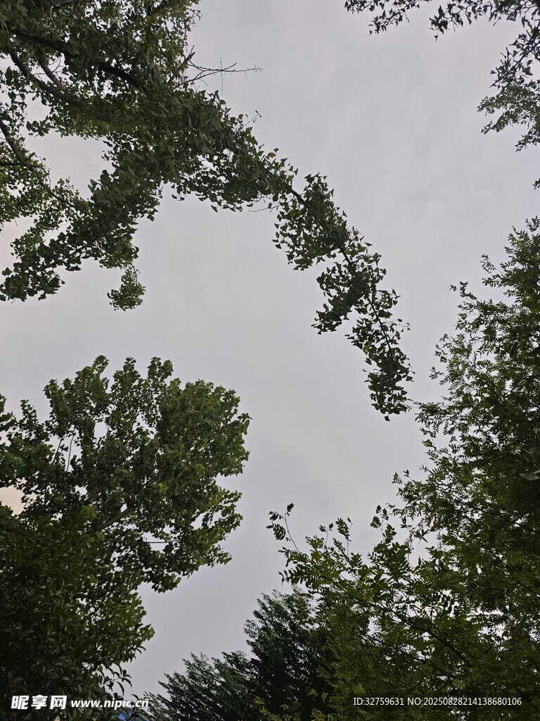 仰视绿树间的天空