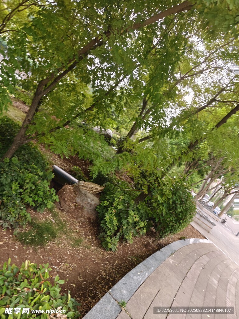 路边繁茂绿植景观