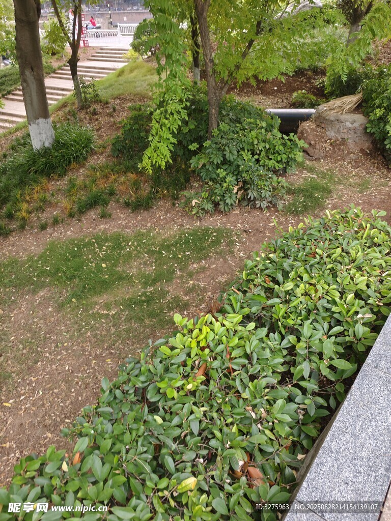 庭院绿植景观一角