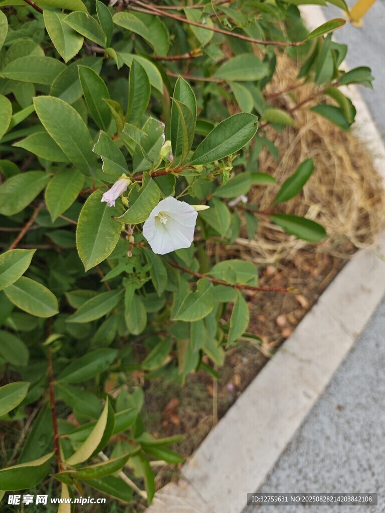 路边绽放的白色花朵