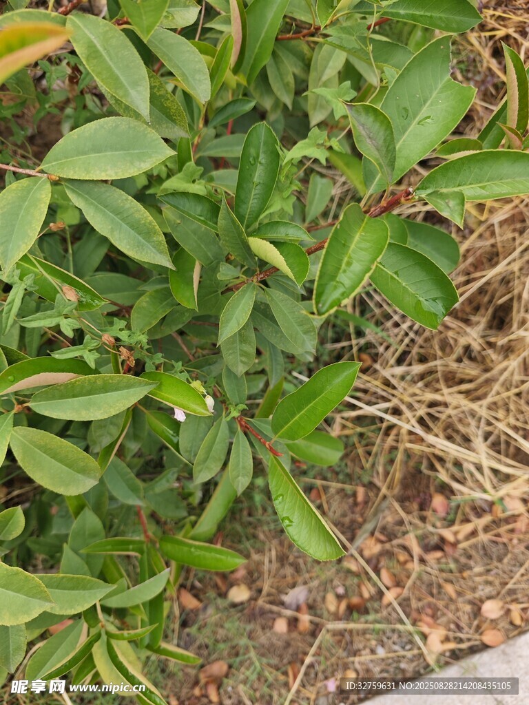 绿叶植物近景特写