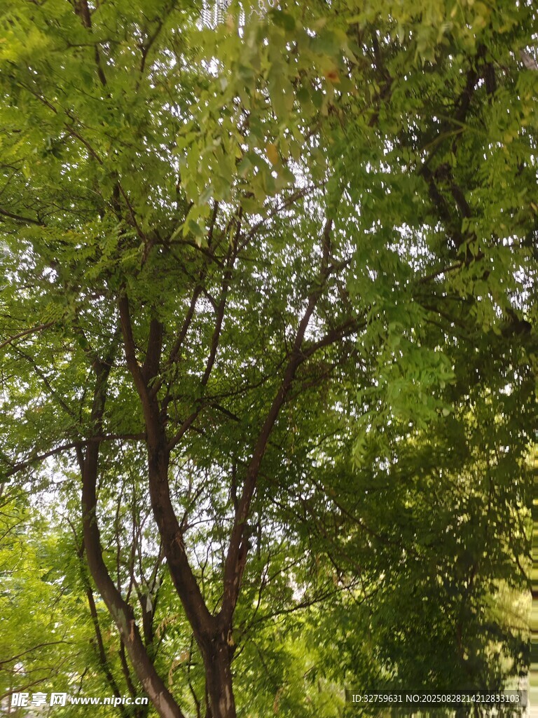 夏日葱郁树木景观