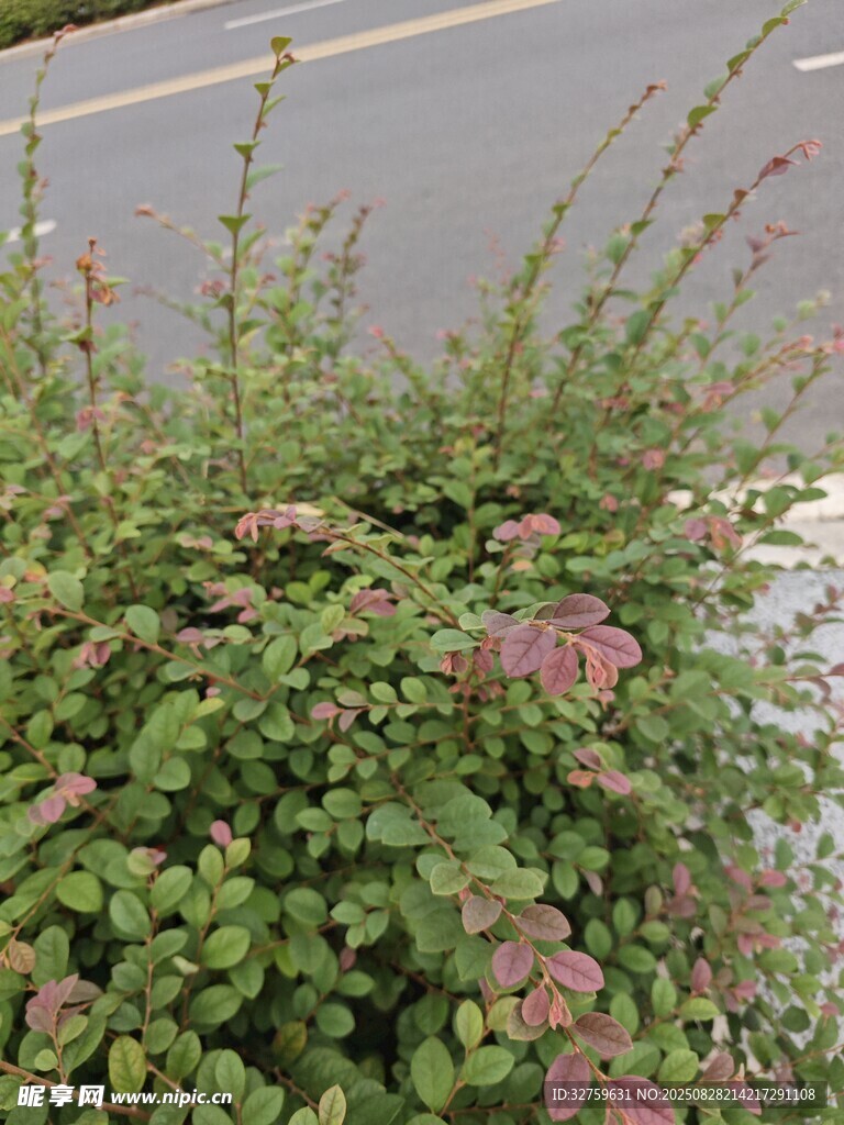 路边繁茂的绿植与小花