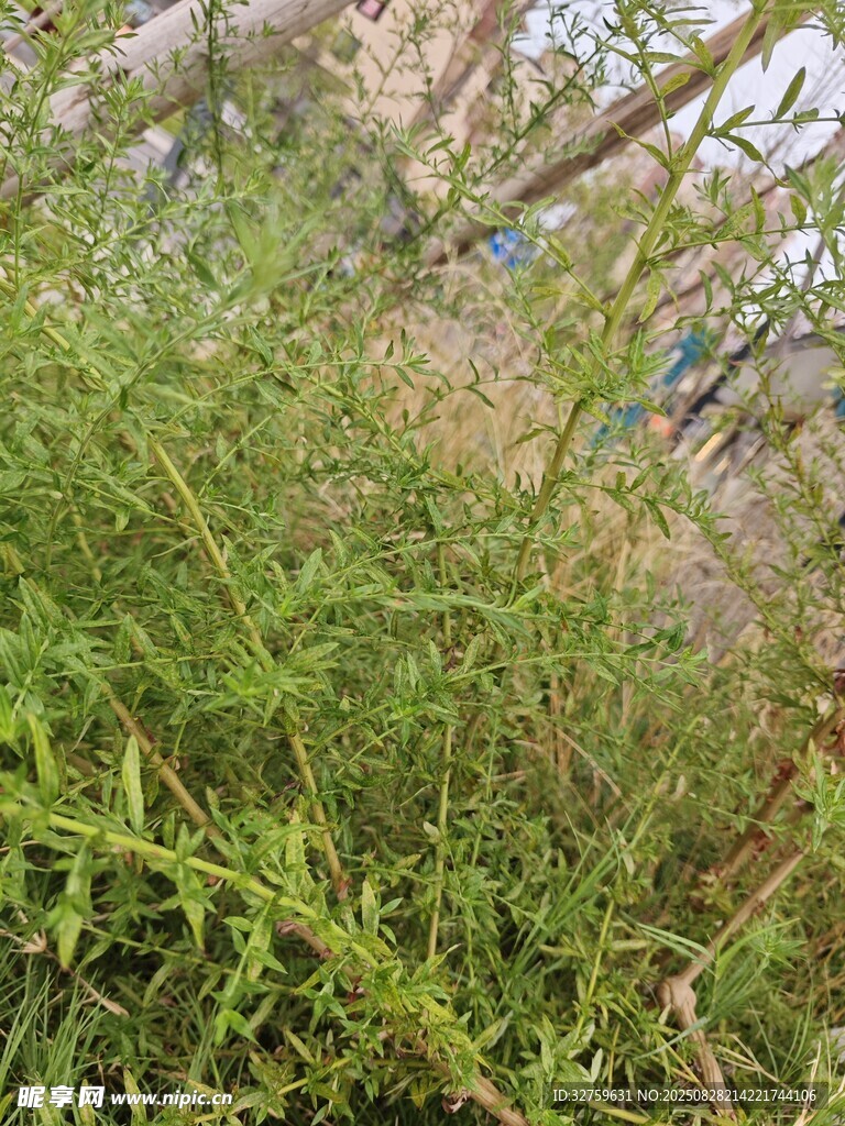 野外丛生的绿色植物
