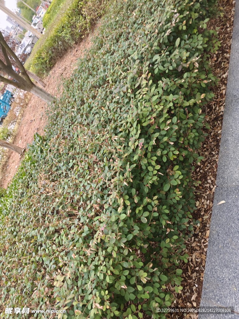 路边繁茂的绿色藤蔓植物