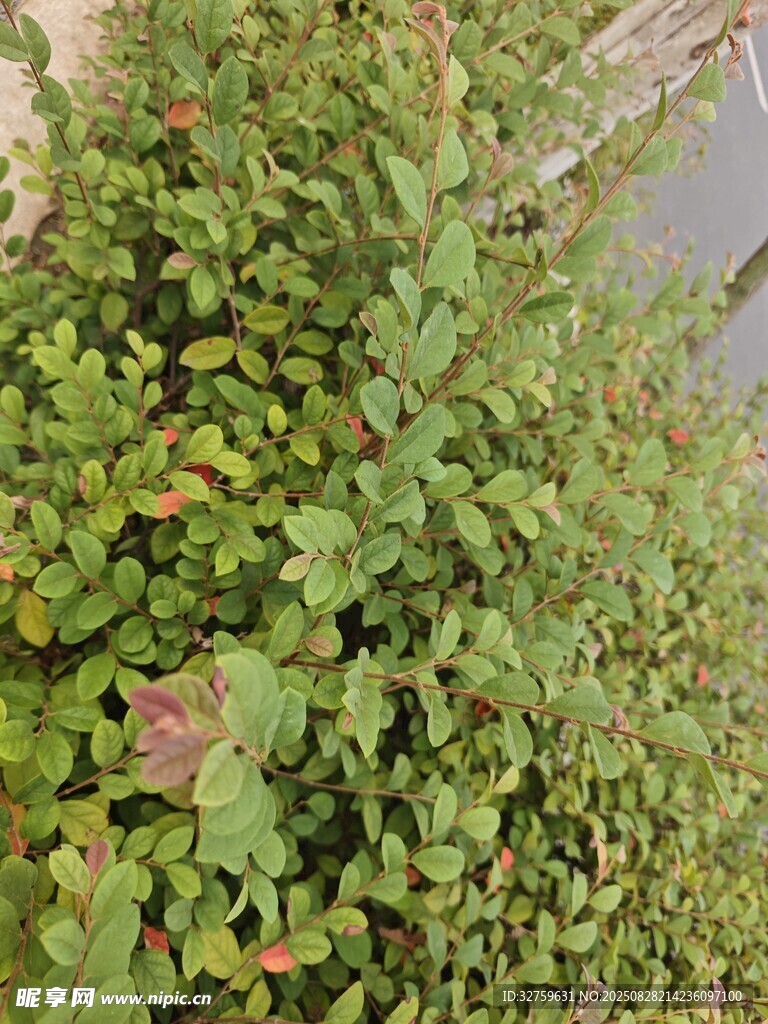 绿叶繁茂的地面植物景观